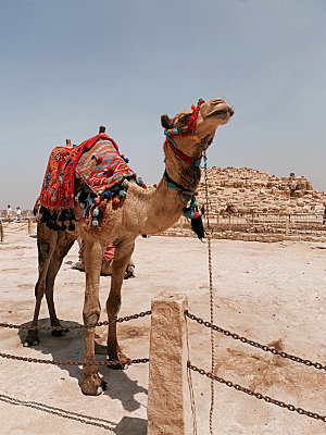 沙漠骆驼摄影大图高清