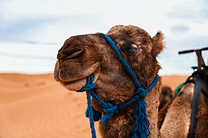 沙漠骆驼高清图片素材