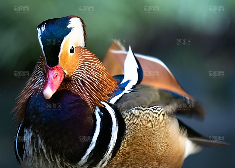 鸳鸯高清摄影大图