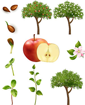 苹果树发芽成长结果插画