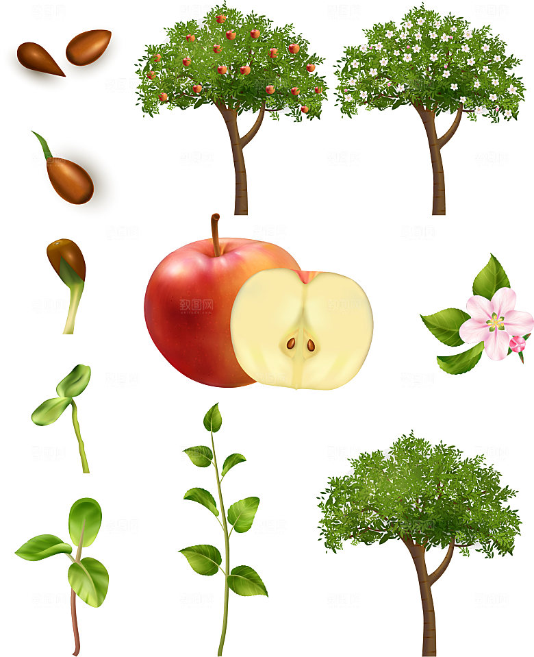 苹果树发芽成长结果插画