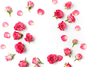 玫瑰花高清摄影图片