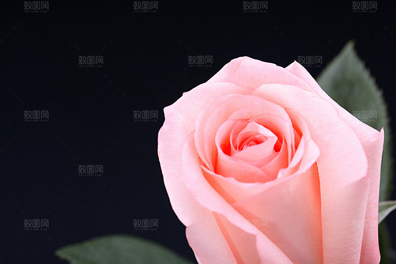 玫瑰花高清摄影图片
