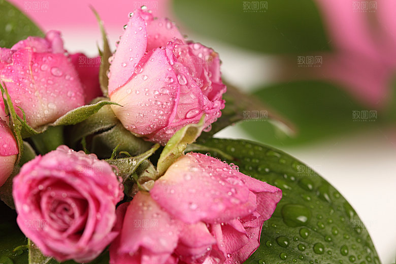 玫瑰花高清摄影图片