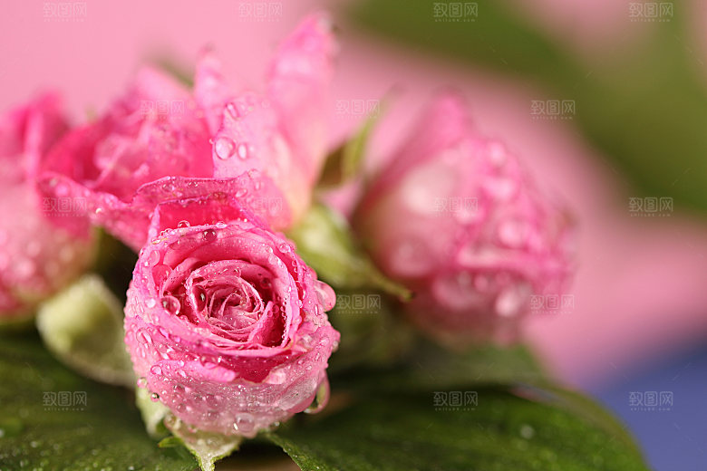 玫瑰花高清摄影图片