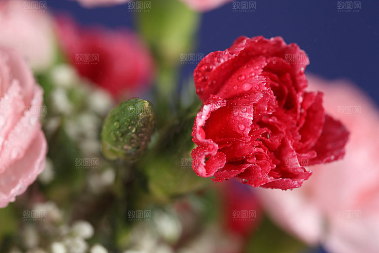 玫瑰花高清摄影图片