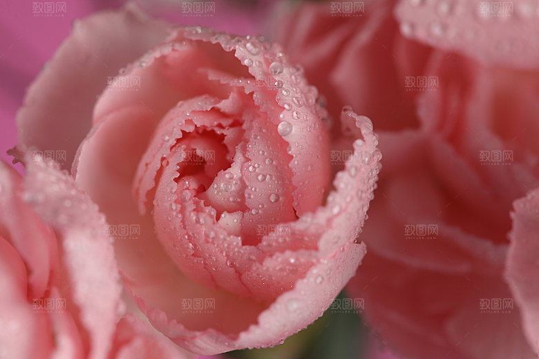 玫瑰花高清摄影图片