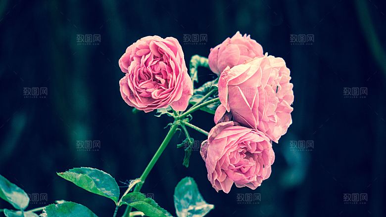 玫瑰花高清摄影图片