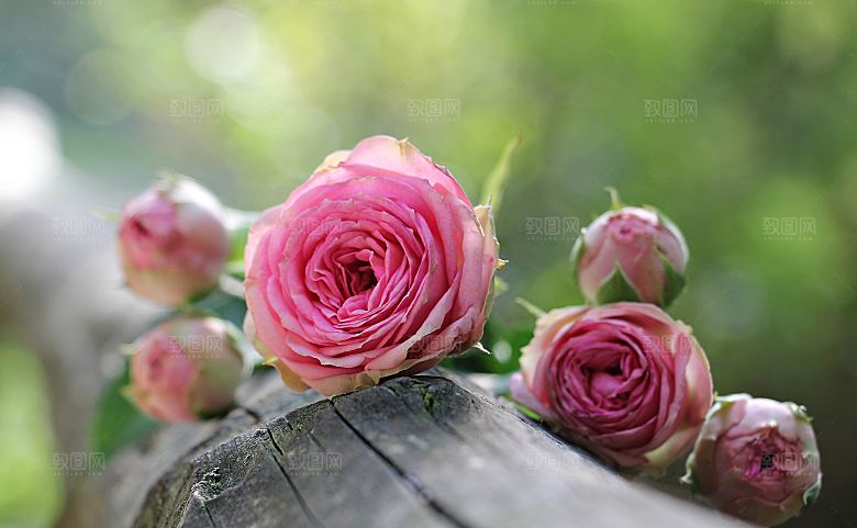 玫瑰花高清摄影图片