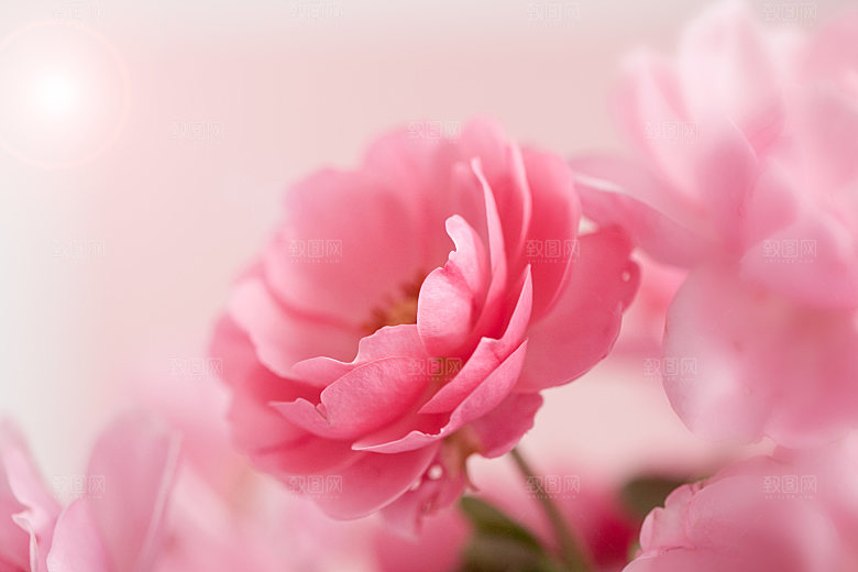 玫瑰花高清摄影图片