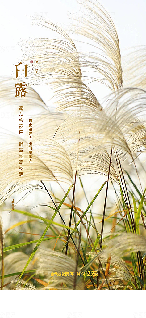 中国传统节气白露海报