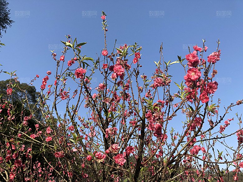 冬天里盛开的梅花