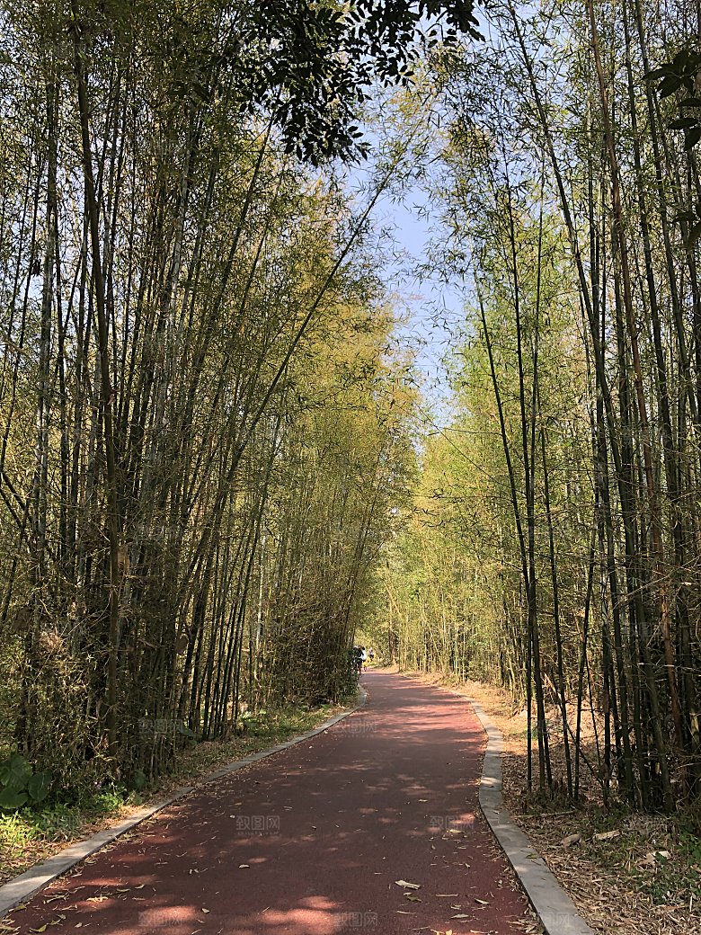 阴凉的竹林里的绿道