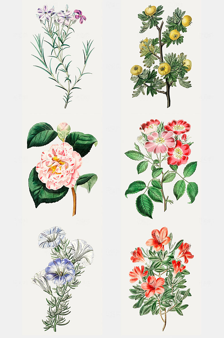 手绘水彩花卉矢量插画