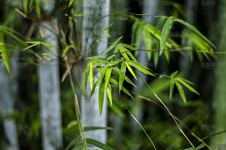 竹子竹叶竹林风光