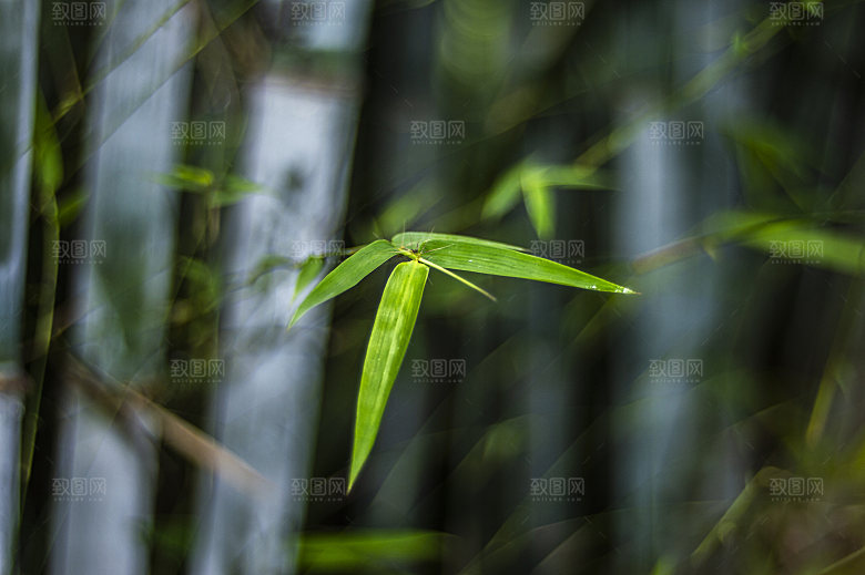 竹子竹叶竹林风光