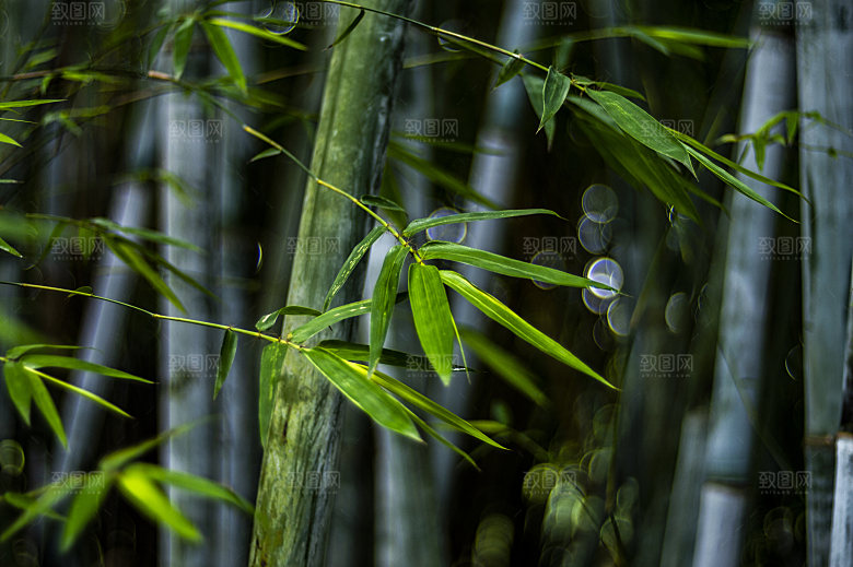 竹子竹叶竹林风光