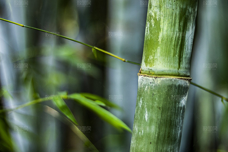 竹子竹叶竹林风光