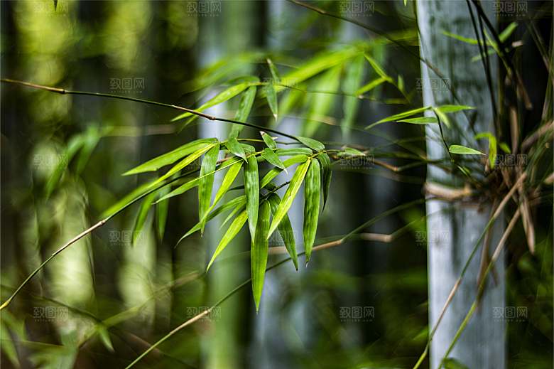 竹子竹叶竹林风光