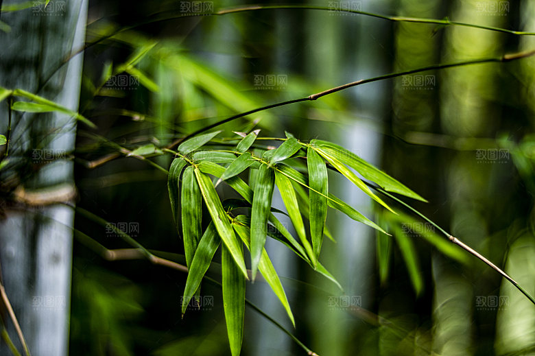 竹子竹叶竹林风光