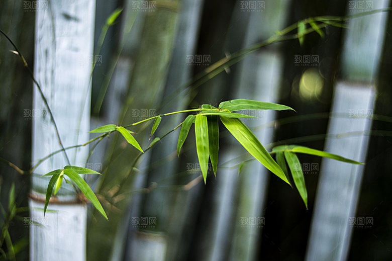 竹子竹叶竹林风光