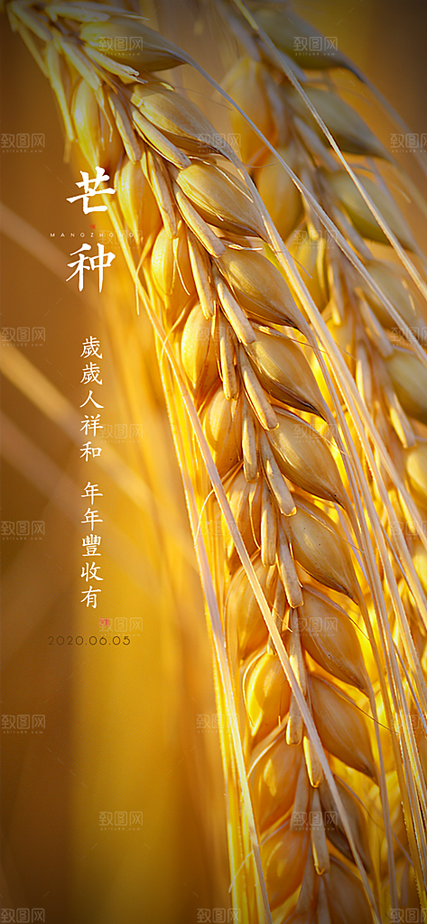 中国传统节气芒种简约手机海报