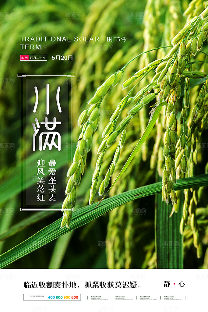 传统节气小满宣传海报