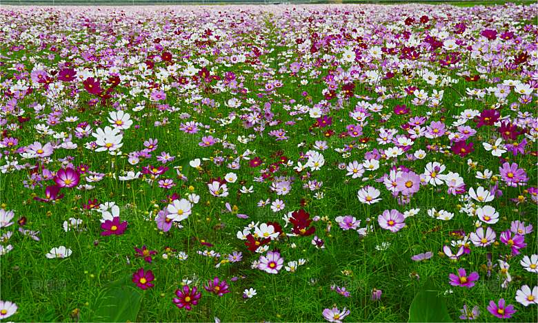 格桑花波斯菊花特写