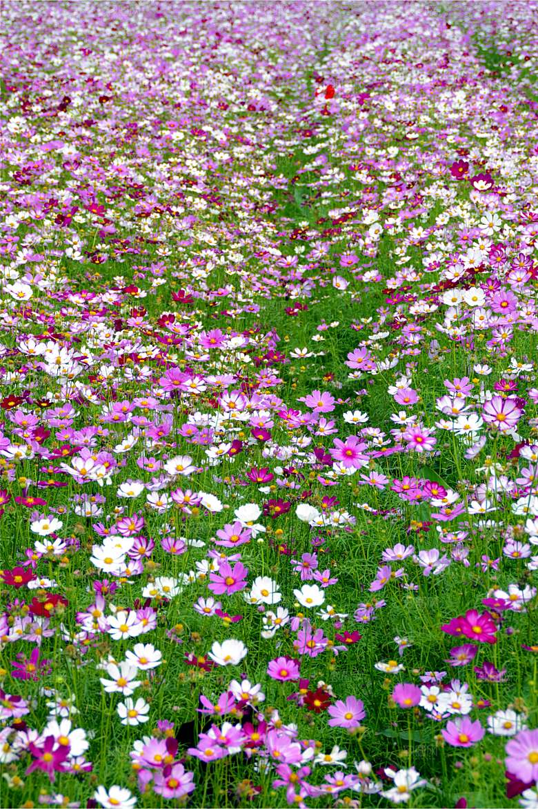 格桑花波斯菊花特写