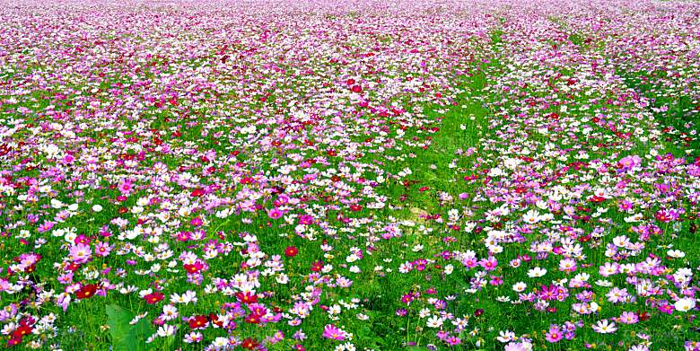 格桑花波斯菊花特写