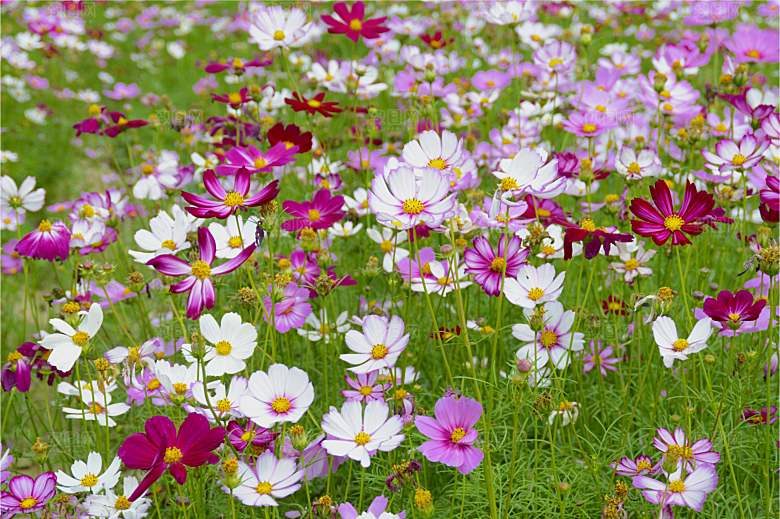 格桑花波斯菊花特写