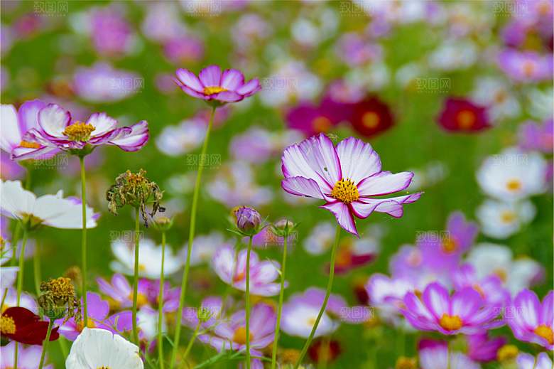 格桑花开格桑花特写