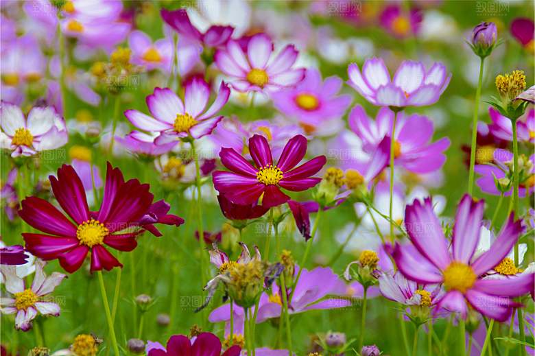 格桑花开格桑花特写