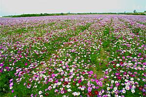 格桑花开格桑花特写