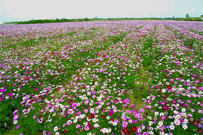 格桑花开格桑花特写