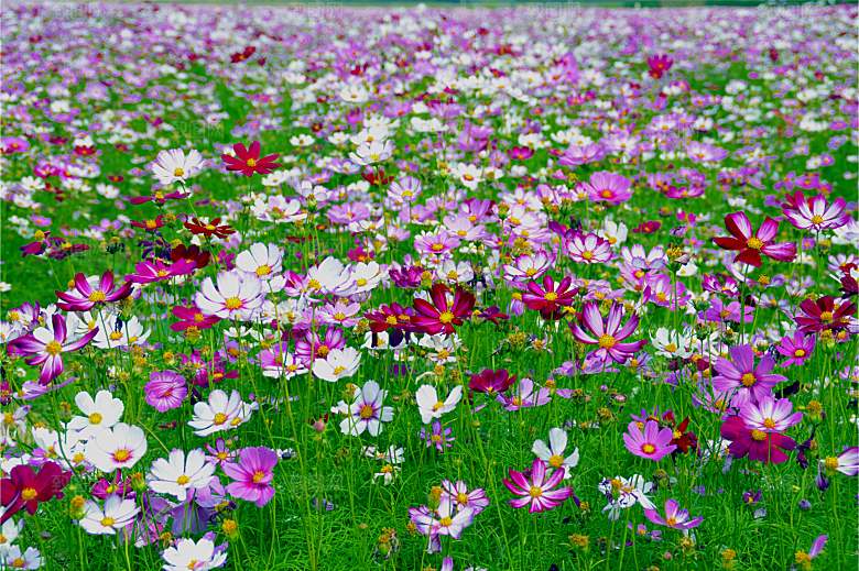 格桑花开格桑花特写