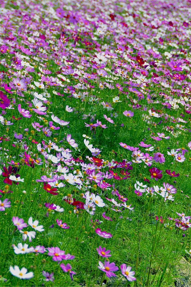 格桑花开格桑花特写