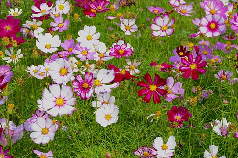 格桑花开格桑花特写