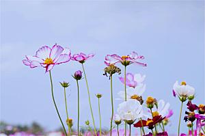 格桑花开格桑花特写