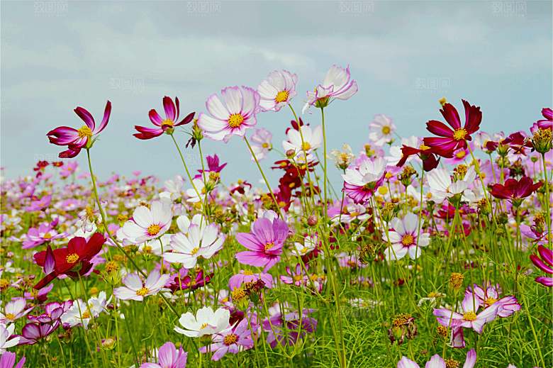 格桑花开格桑花特写