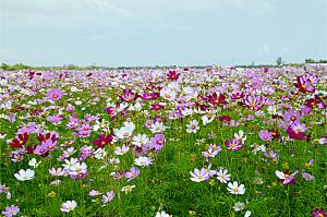 格桑花开格桑花特写