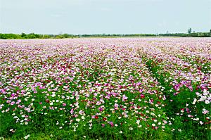 格桑花开格桑花特写