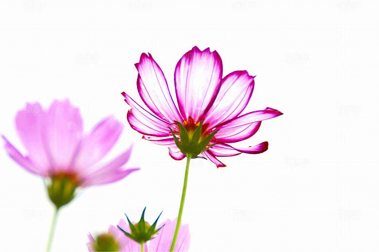 格桑花开格桑花特写