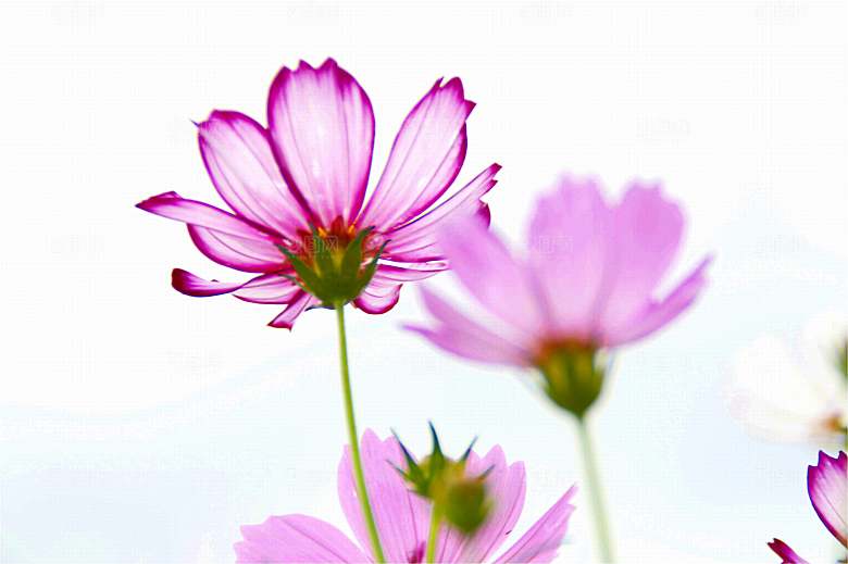 格桑花开格桑花特写