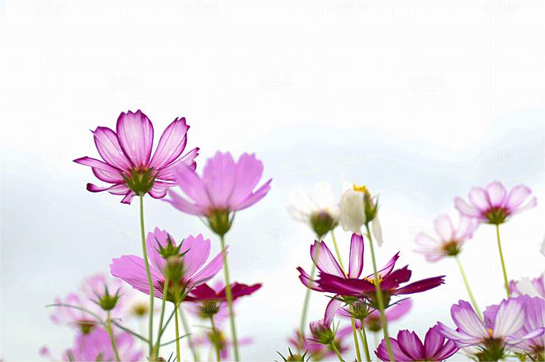 格桑花开格桑花特写
