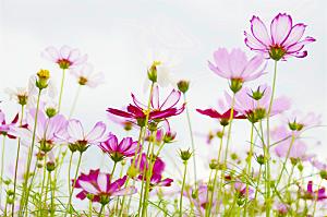 格桑花开格桑花特写