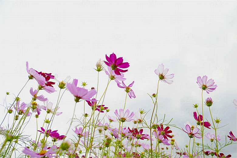 格桑花开格桑花特写