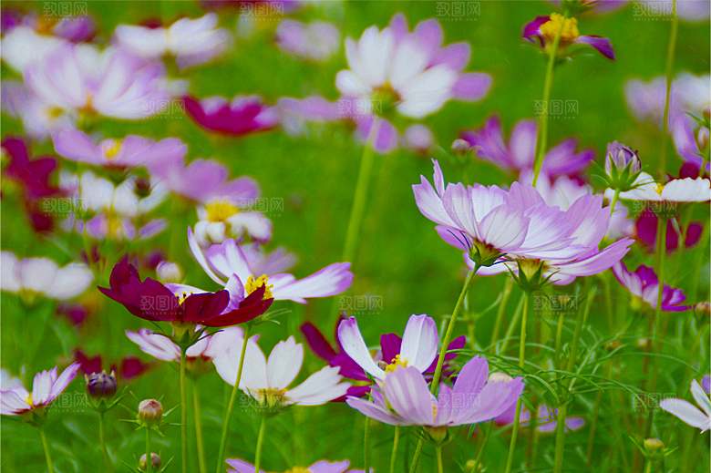 格桑花开格桑花特写