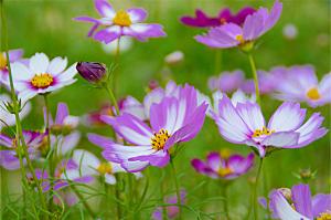 格桑花开格桑花特写