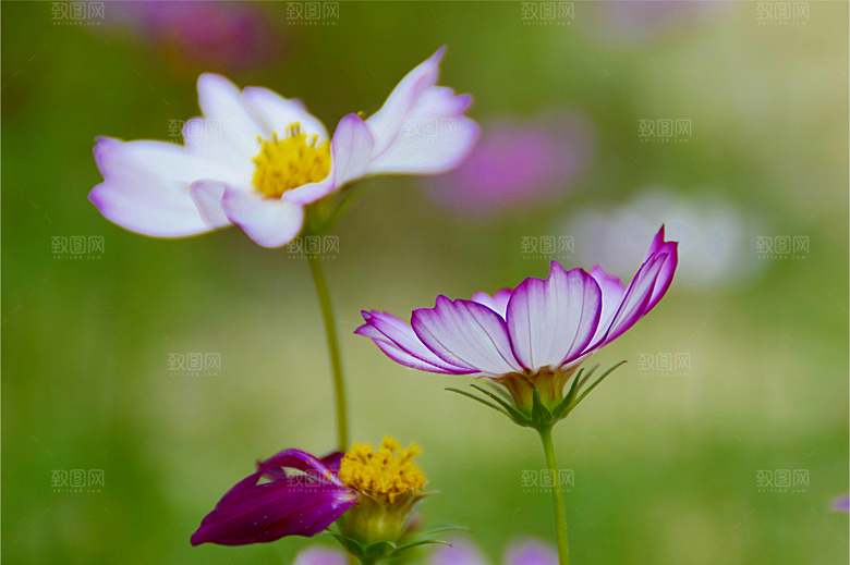 格桑花开格桑花特写